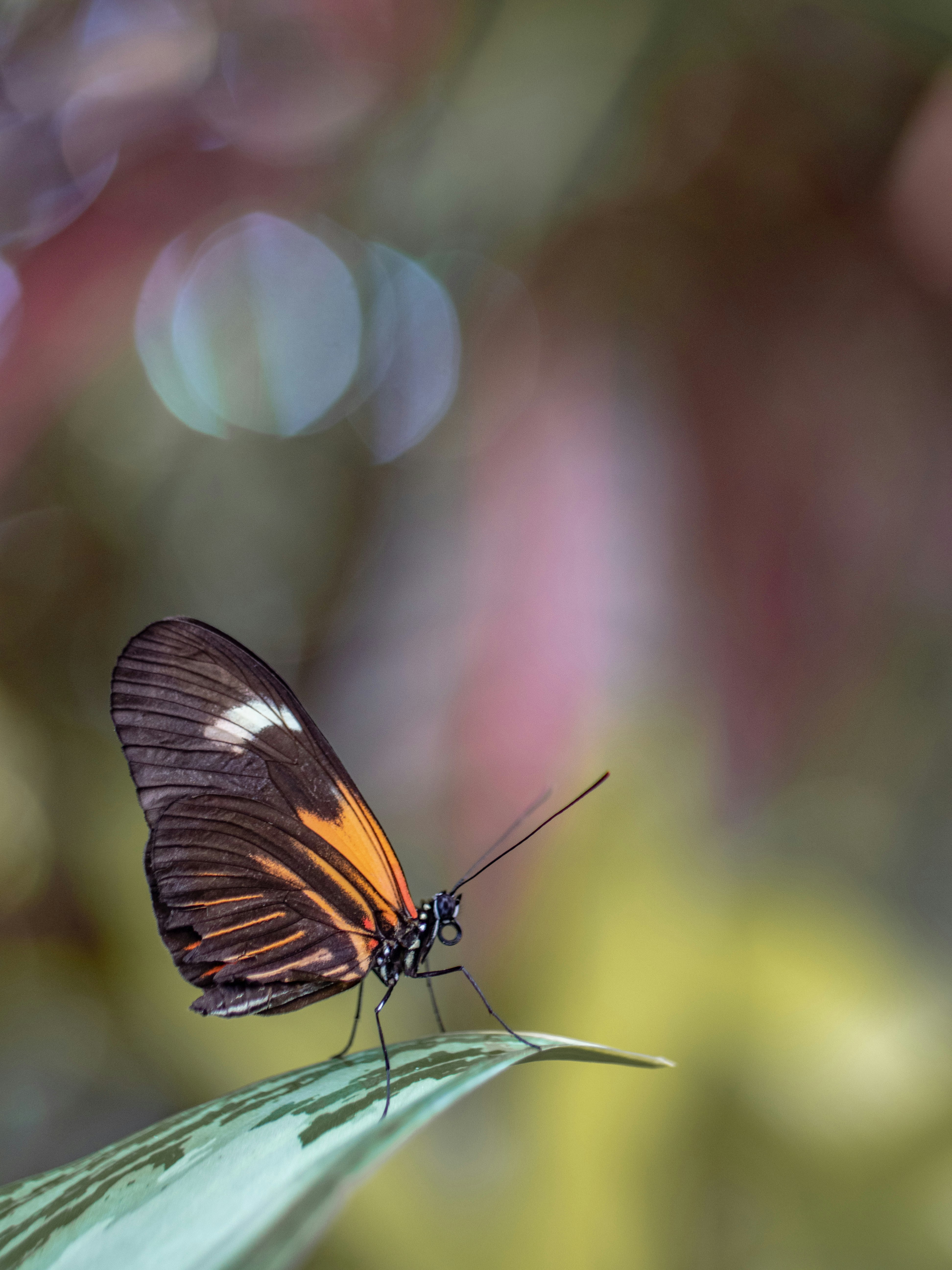 brown butterfly perching on leaf